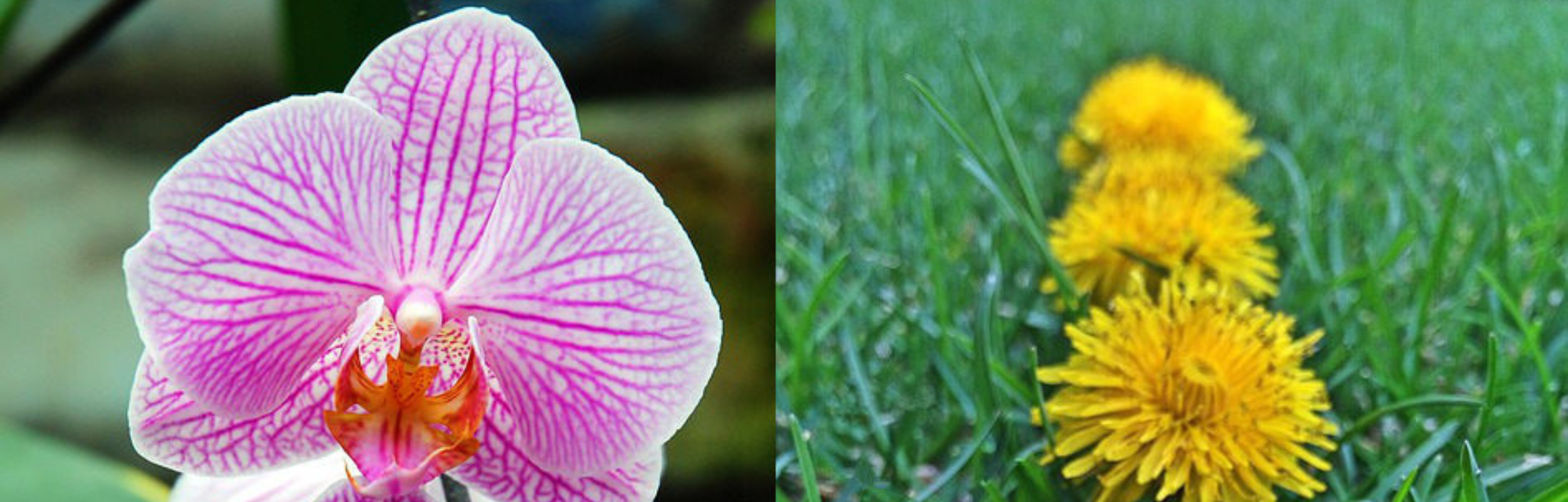 Are you an orchid or a dandelion?